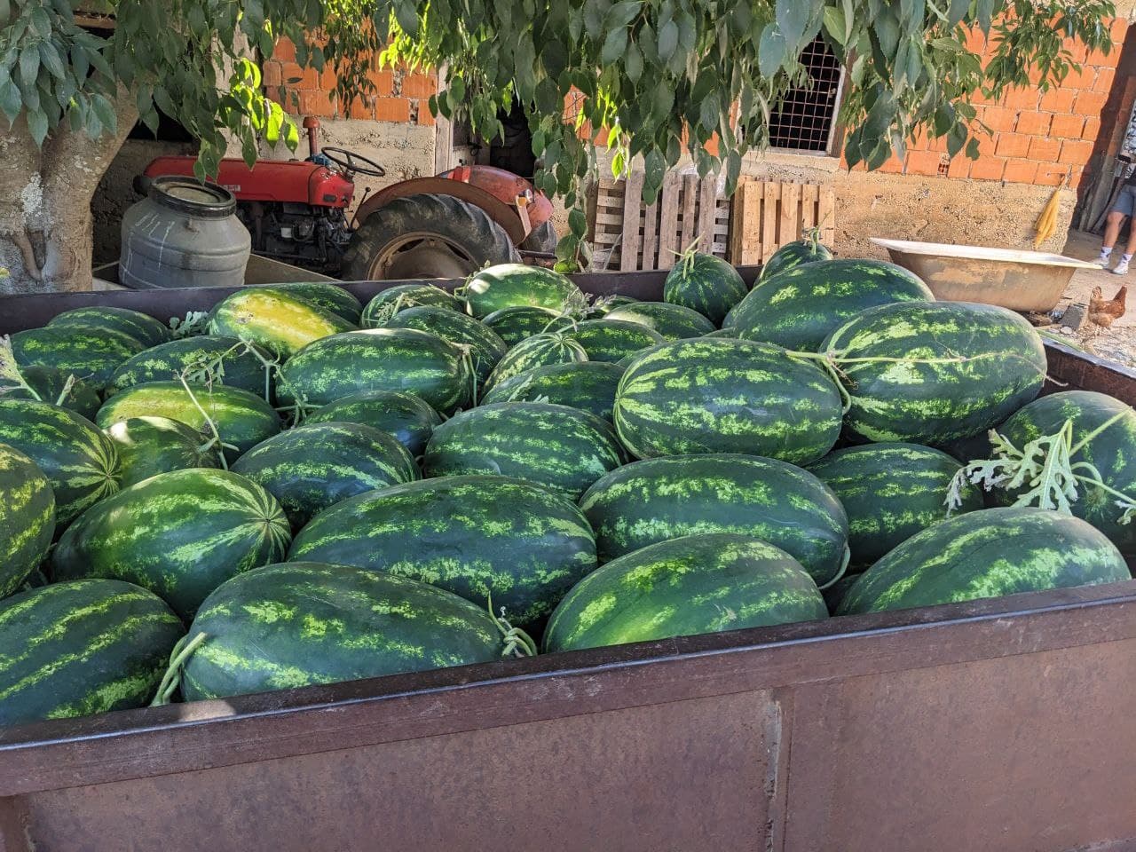 Watermelons