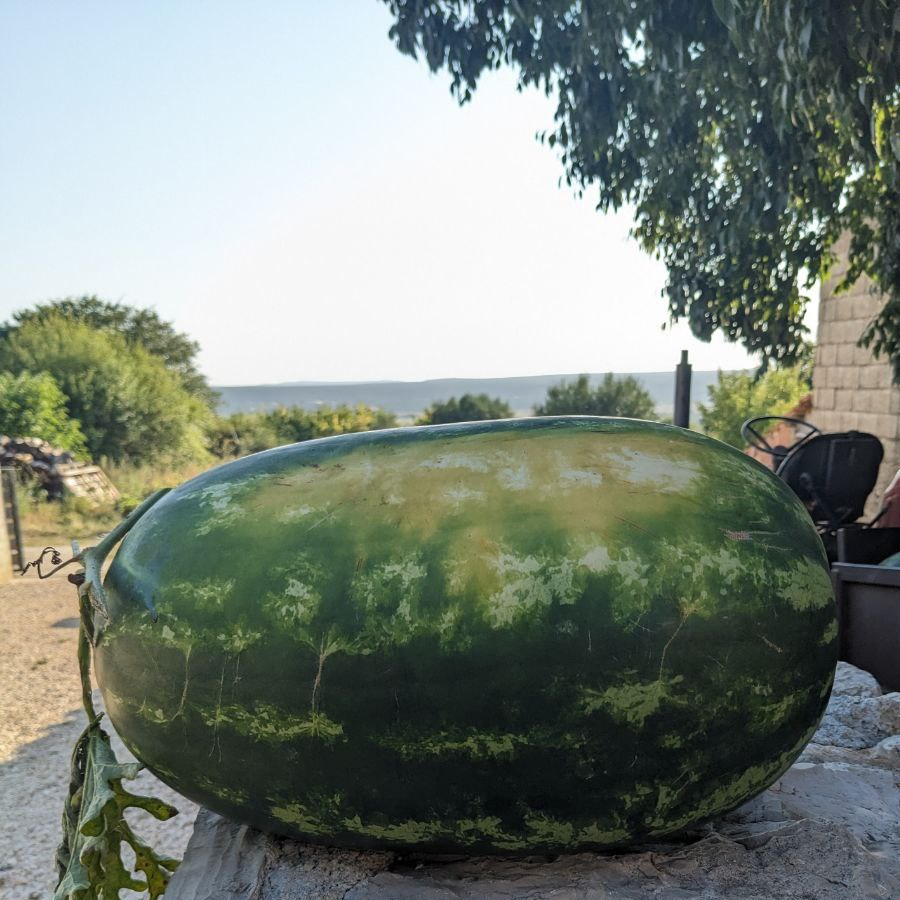 Buy Single Watermelon